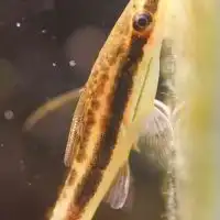 オトシンクラブ