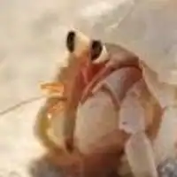 オカヤドカリ飼育委員会