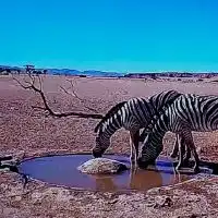 ナミブ砂漠のライブカメラを見守る会