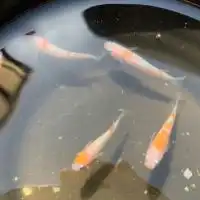 鹿児島メダカ