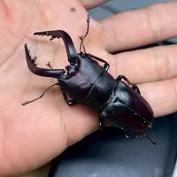 キタキュウ虫