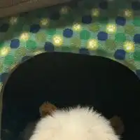 ペキニーズ  関西 ぺきちゃんず🐶🍀