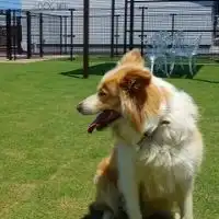 【香川】ワンコの会  in ラティ