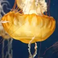 クラゲ好き集まれ❗