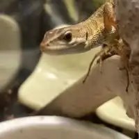 カナヘビ＆トカゲ&レオパ飼育