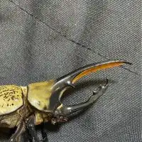 雑種カブトムシクワガタ作ろう！