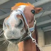 広工大馬術部