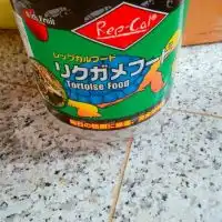 ロシアリクガメ集まれ‼️