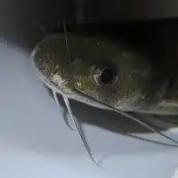 日本淡水魚　ガサガサ好き　釣り　生き物採取　生き物好き　　集まれ〜！