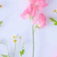🐱ネコちゃんが好き😊