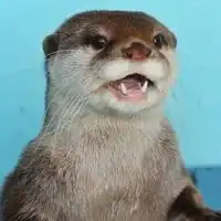 カワウソ好きの部屋