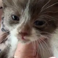 スコティッシュフォールドが好き♡