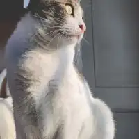 猫でんち - 猫伝染性腹膜炎(FIP)治療・観察部屋