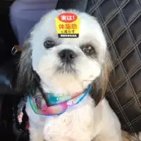 シーズー好きが集まる部屋🐶