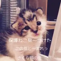 保護ねこ見〜つけた！この指とまれ！