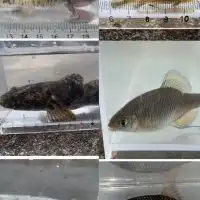 日本の淡水水生生物