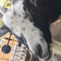 ヤギが好きな人っている？