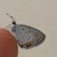 《【🦋蝶々🦋】【蛾】採ってる人　and　好きな人　》用のオープンチャット
