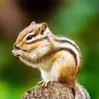 シマリス飼ってる人・飼いたい人で集まろう！情報交換や相談など。