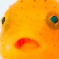 【学生限定】アクアリウム、パルダリウム、生き物部🐠🦎🦋🦜🐶
