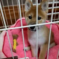 柴犬の部屋!😊😊