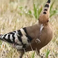 野鳥好き♡