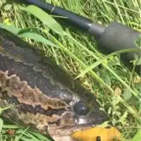 雷魚好き集まれぇぇぇー