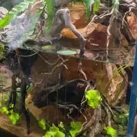 アカハライモリ
