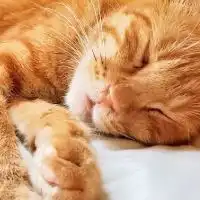 猫エイズ＋白血病
