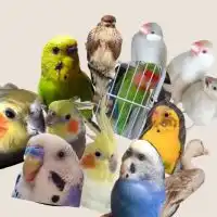 鳥好きさん集まれ〜 “ﾍ(￣∇￣)ｶﾓｫｰﾝ♪