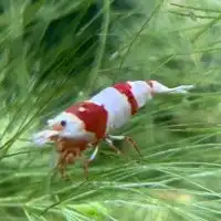 ビーシュリンプ
