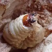 関西クワガタ採集会