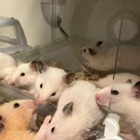 ハムスター交友会🐹💗