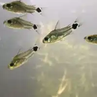 🐠コリ、プレコ等の底モノ魚好き大集合🌠ソコモノ魚飼育者ならOK👌