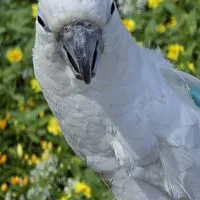 🐦インコ倶楽部🐦